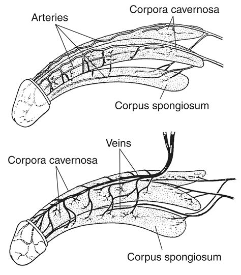 pictures of a dick|Category : Anatomy of the human penis